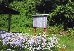 aidu11